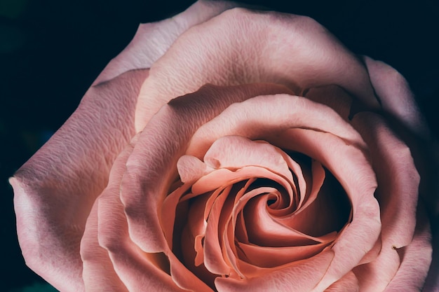 Un primer plano de una rosa con la palabra rosas