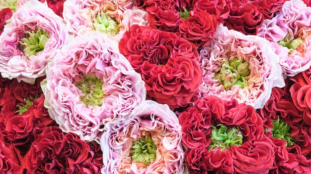 Primer plano de una rosa pastel roja y blanca