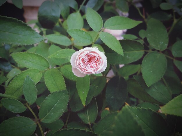 Foto primer plano de la rosa en la planta