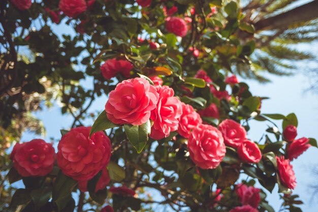 Foto primer plano de una rosa roja contra los árboles