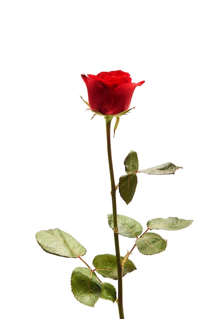 Primer plano de una rosa roja contra un fondo blanco