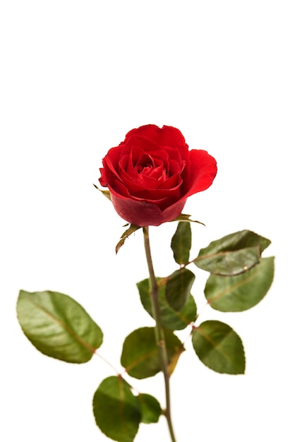 Primer plano de una rosa roja contra un fondo blanco
