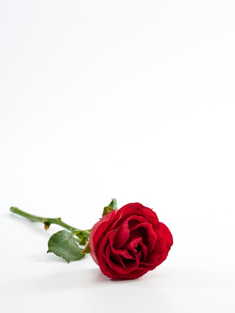 Foto primer plano de una rosa roja contra un fondo blanco
