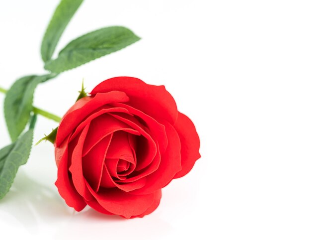 Foto primer plano de una rosa roja contra un fondo blanco