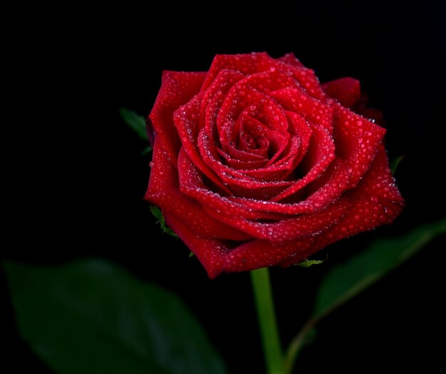 Primer plano de una rosa roja contra un fondo negro