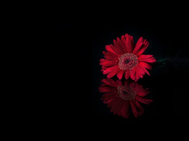 Foto primer plano de una rosa roja contra un fondo negro