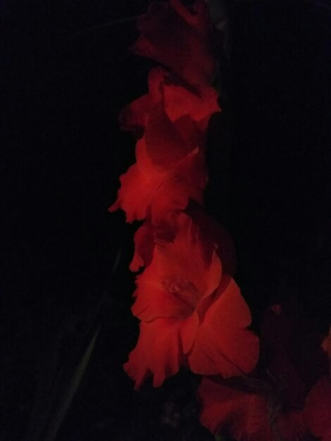 Foto primer plano de una rosa roja contra un fondo negro