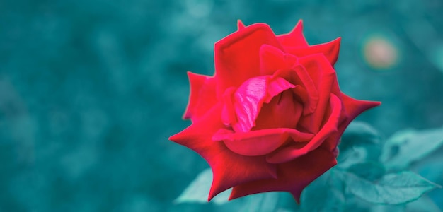 Primer plano de rosa roja para florecer y hojas de rosa sobre fondo de desenfoque natural de estilo azul