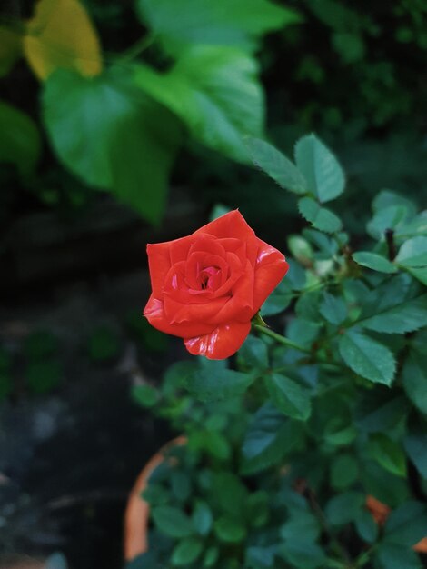 Foto primer plano de una rosa roja floreciendo al aire libre