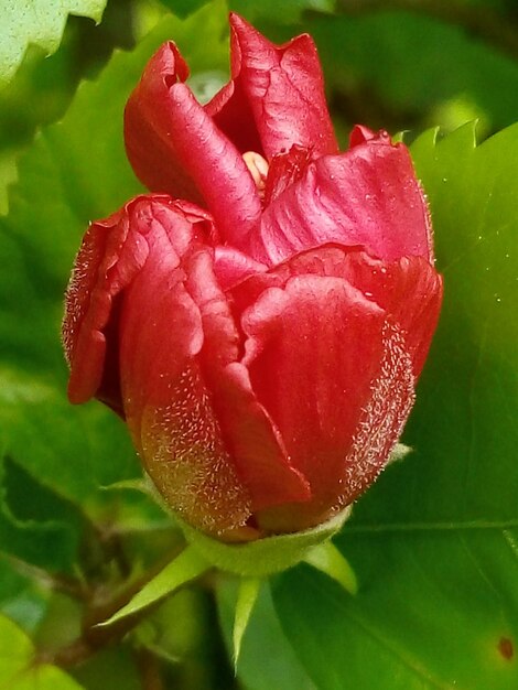 Foto primer plano de una rosa roja floreciendo al aire libre