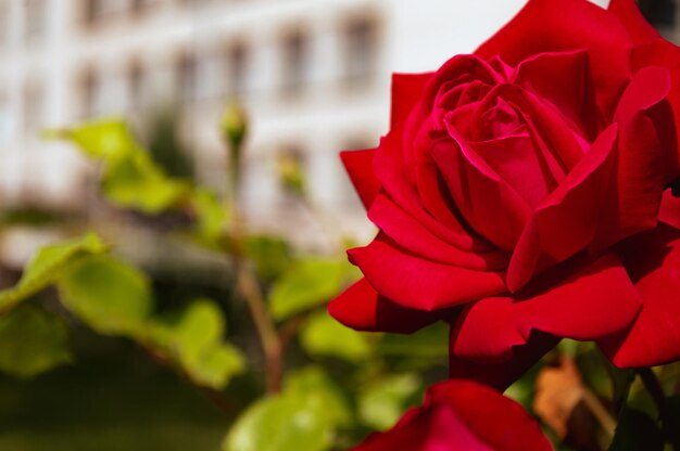 Primer plano de rosa roja hermosa salvaje fondo rosa