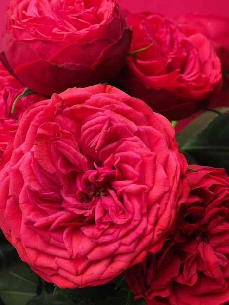 Un primer plano de una rosa roja con una hoja verde