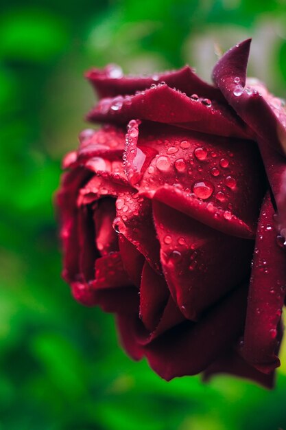 Foto primer plano de una rosa roja húmeda