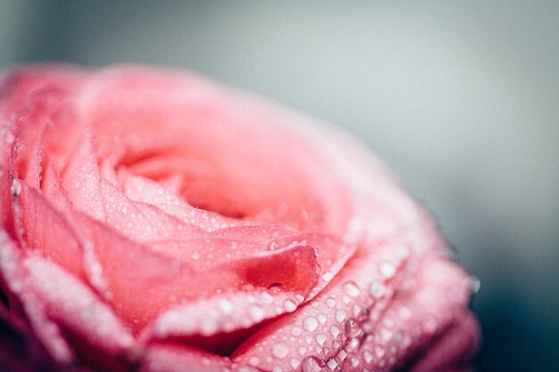 Foto primer plano de una rosa roja húmeda