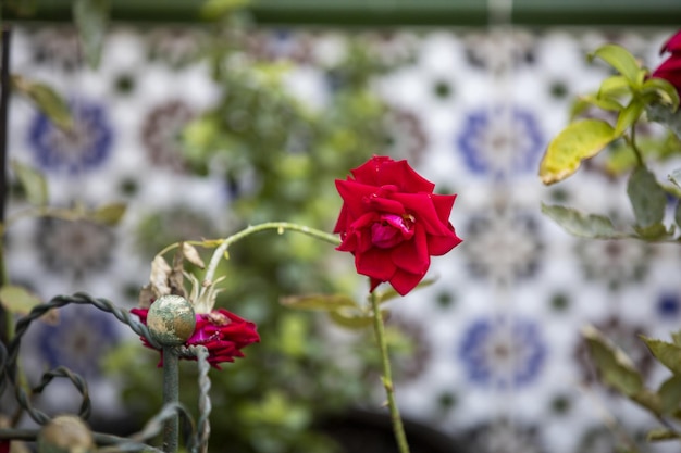 Primer plano de una rosa roja en el jardín