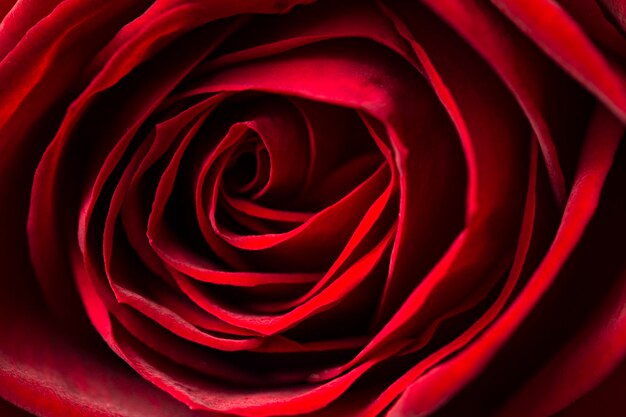 Foto un primer plano de una rosa roja con la palabra amor