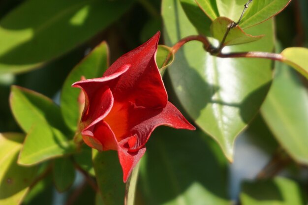 Primer plano de la rosa roja en la planta