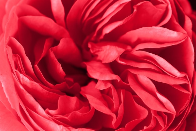 Primer plano de una rosa roja que revela sus patrones, texturas y detalles