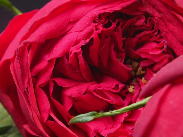 Un primer plano de una rosa roja con un tallo verde.