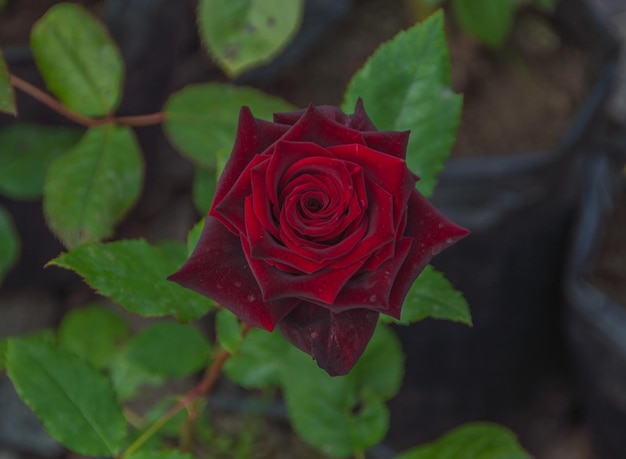 Primer plano de una rosa roja en el tallo.