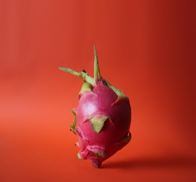 Foto primer plano de la rosa roja