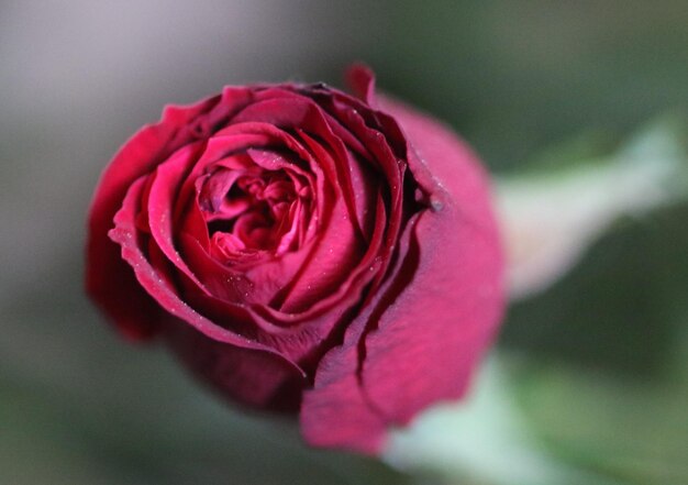 Primer plano de la rosa roja