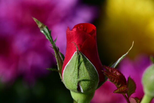 Foto primer plano de la rosa roja