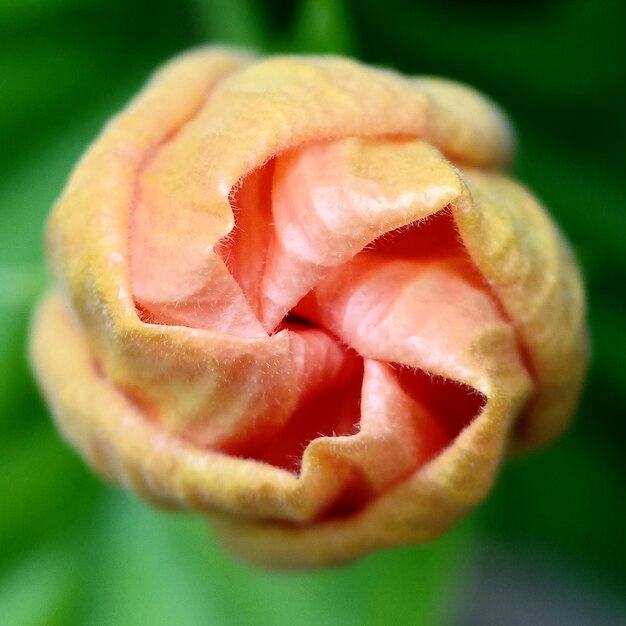 Foto primer plano de la rosa roja