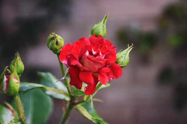 Foto primer plano de la rosa roja