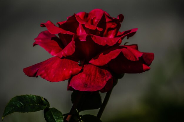 Primer plano de la rosa roja