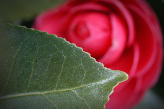 Primer plano de la rosa roja