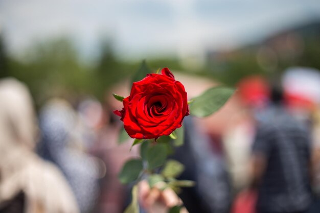 Foto primer plano de la rosa roja