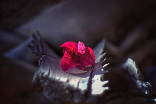 Primer plano de la rosa roja