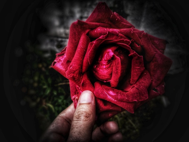 Primer plano de la rosa roja