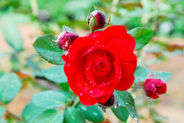 Foto primer plano de la rosa roja