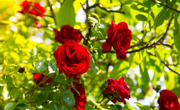 Foto primer plano de la rosa roja