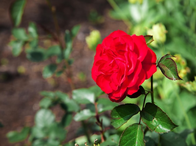 Foto primer plano de la rosa roja