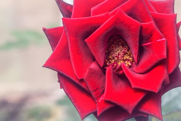 Foto primer plano de la rosa roja