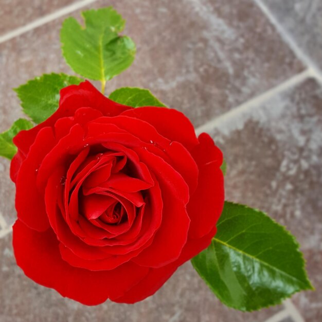 Foto primer plano de la rosa roja