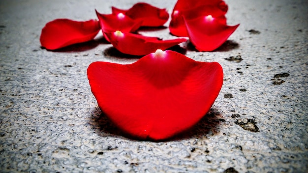 Foto primer plano de la rosa roja