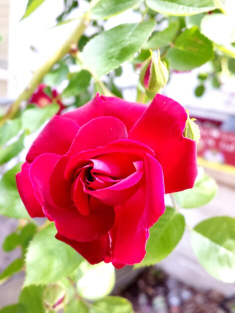 Foto primer plano de la rosa roja