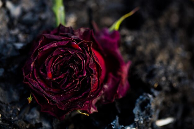 Primer plano de la rosa roja