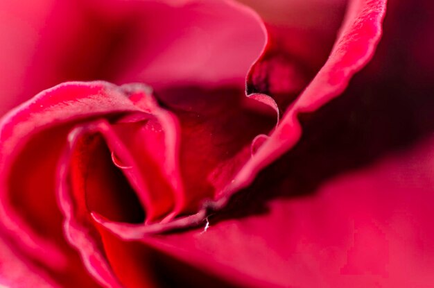 Foto primer plano de la rosa roja