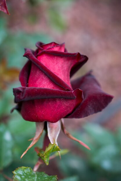 Foto primer plano de la rosa roja