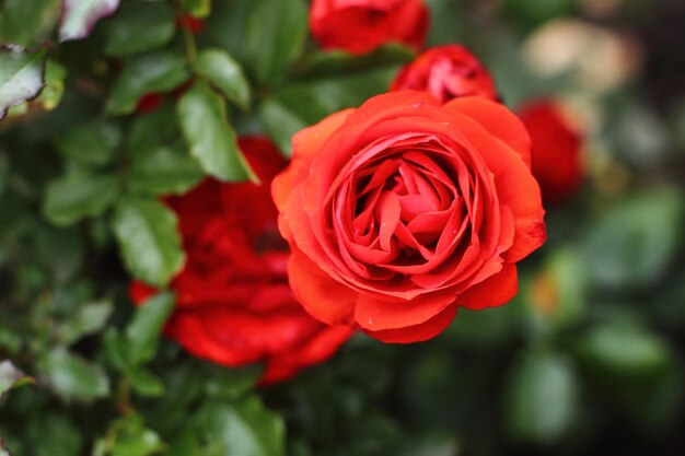 Foto primer plano de la rosa roja