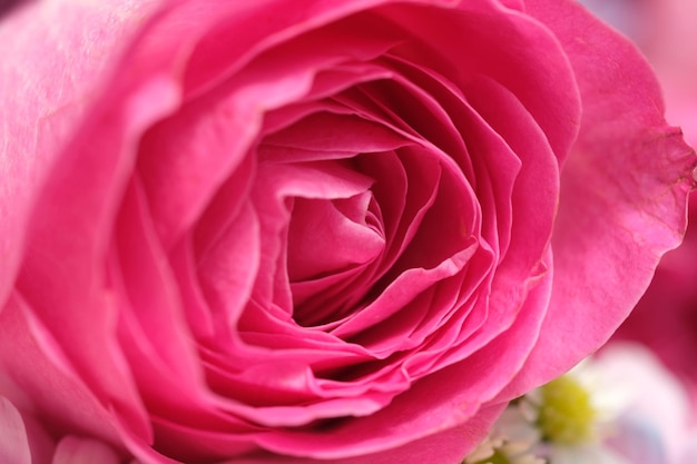 Primer plano de una rosa rosa con capas de pétalos hermosas rosas rosa