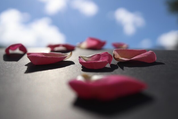 Foto primer plano de la rosa rosa y el cielo