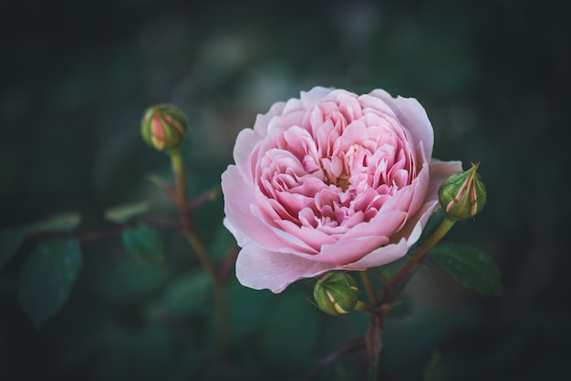 Primer plano de una rosa rosa inglesa