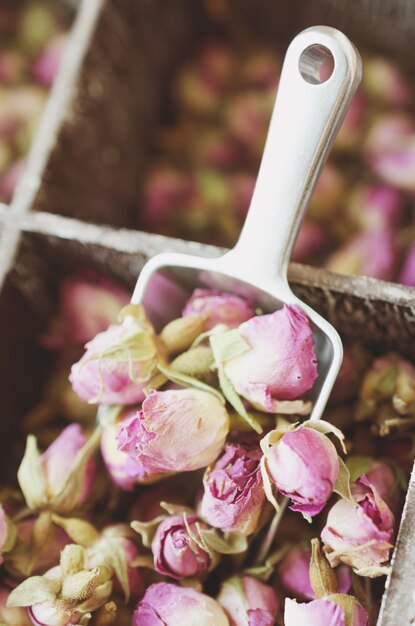 Foto primer plano de la rosa rosa en la planta