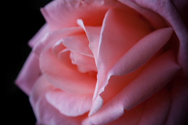 Foto primer plano de una rosa rosa